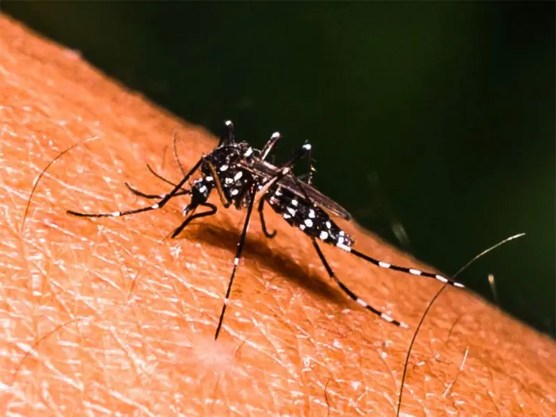 Dengue crece 324%; van casi 24 mil casos; suman 49 decesos.
