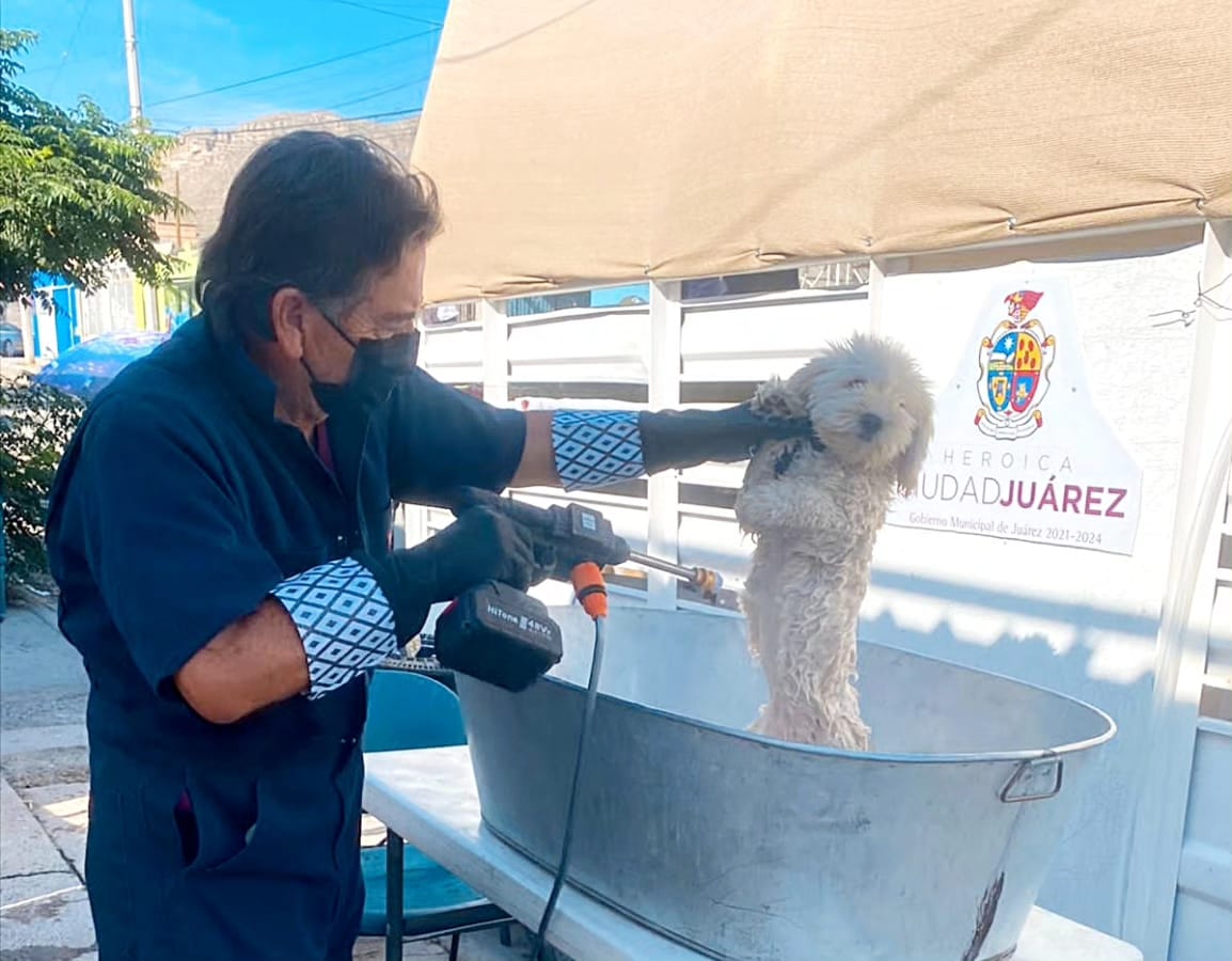 Llevan diputada Jael y Municipio fumigación y baños garrapaticidas a Los Ojitos.