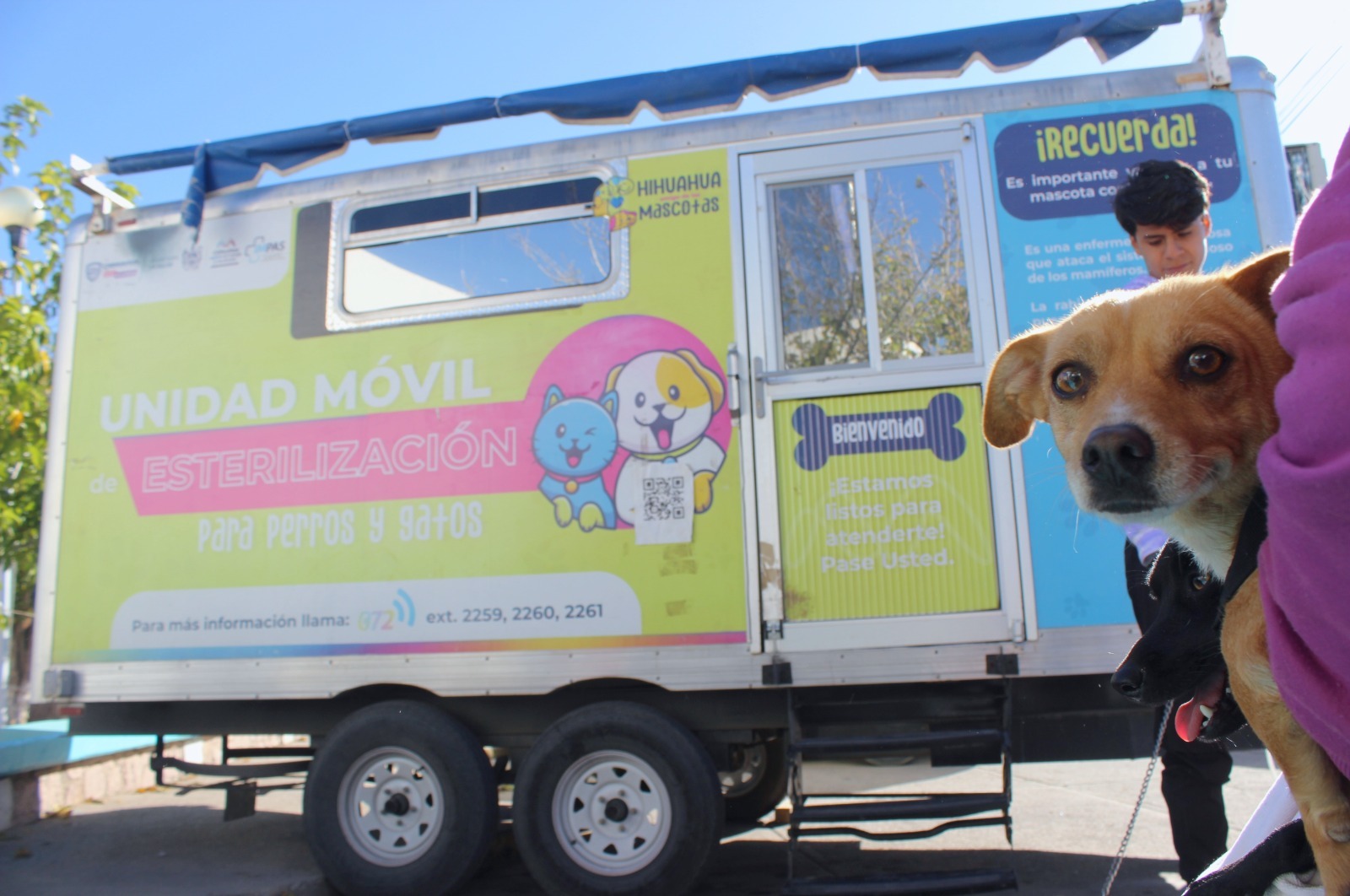 Podrás esterilizar tu mascota en la Rodolfo Fierro, Satélite y Adelitas en septiembre: Municipio.