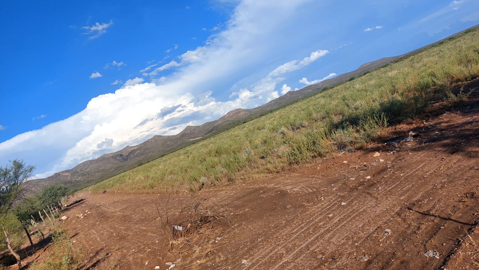 Investigación de la UACH fortalece el aprovechamiento sustentable del orégano chihuahuense.