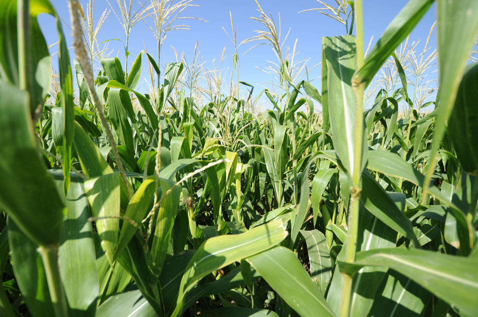 Desarrolla FCQ-UACH investigación de biotecnología aplicada a la agricultura.
