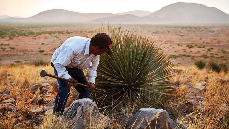 UACH impulsa investigación para fortalecer la producción sostenible de sotol en Chihuahua.